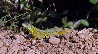 L. t. polylepidota male. June 2009, Mochos, Crete, GR