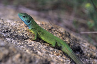 Adult male in breeding colours. April 2002, Greci, Tulcea, RO