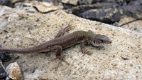 Female. March 2001, Dadiaforest, Dadia, Thrace, GR