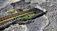 Adult male in breeding colours. April 2001, Doriskos, Thrace, GR