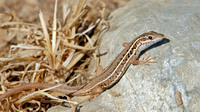 Female. October 2007, Pedi valley, Symi, Dodecanese, GR