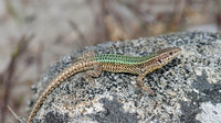 Male. May 2012, Louro, Galicia, ES