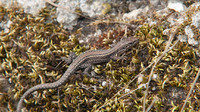Female. May 2012, A Ponte, Orense, Galicia, ES