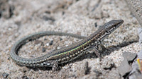 Female. April 2006, Cota Doñana, Andalusia, ES