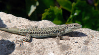 Male. June 2009, Lake Kournas, Crete, GR