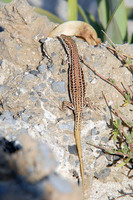 Female. June 2009, Elafonisos Islet, Crete, GR