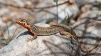 P. e. livadiacus adult male. June 2017, Feneos valley, Korinthia, Peloponnesos, GR