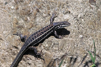 P. e. riveti female. May 2004, Mikri Prespa lake, Macedonia, GR