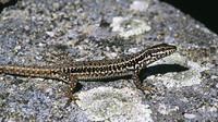 P. e. riveti male. May 2004, Mikri Prespa lake, Macedonia, GR