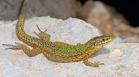 P. f. maltensis male, mottled individual. April 2007, Qawra Point, MT