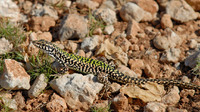 P. f. maltensis male, reticulated individual. April 2007, Comino island, MT