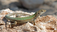 P. f. maltensis male, uniformly coloured individual. April 2007, Comino island, MT