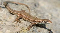 P. f. maltensis female. April 2007, Comino island, MT