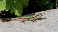 Male. June 2006, near Magazia brook, Skyros, Sporades, GR
