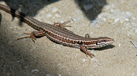 Female. June 2006, near Magazia brook, Skyros, Sporades, GR