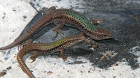 Adult males from main island (below) and satellite islet Exo Diviates (above). Captive individuals collection Antwerp University.