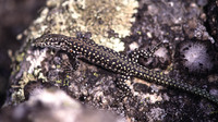October 2003, near Embalse de Casillas, Trujillo, Extremadura, ES