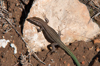 Young male. November 2017, Cabo de Santa Pola, Alicante, ES