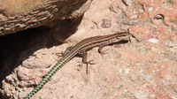 Young female. November 2017, Carrascoy y el Valle, Murcia, ES