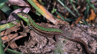 April 2003, Achaialagunes, Peloponnese, GR