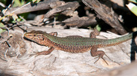 P. l. addayae. October 2010, Illa Gran d'Addaia, Menorca, ES