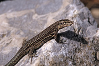 P. l. gigliolii. July 2007, Sa Dragonera near Mallorca, ES