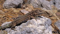 P. l. gigliolii. July 2007, Sa Dragonera near Mallorca, ES
