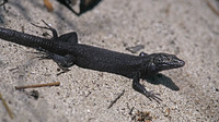 P. l. jordansi. May 2007, Sa Moltona islet near Mallorca, ES