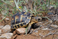 Nominate subsp. juvenile. April 2006, near Lorca, Andalusia, ES
