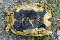 Nominate subsp., contrasting black symmetrical blotches on plastron.