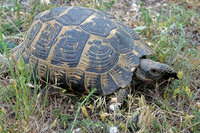 T. g. ibera. May 2007, Bestepe, Danube Delta, RO