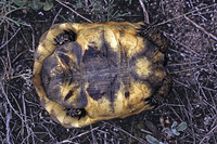 T. g. ibera, markings on plastron not very contrasting. May 2005, Perperikon, BG