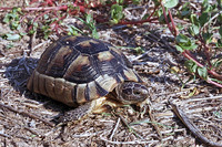 Juvenile. September 1999, Tolo, Peloponnese, GR