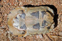 Plastron with triangular dark blotches. June 2006, Karetea, Attica, GR