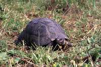 Debated subsp. T. m. weissingeri. April 2003, Kardamili, Mani, Peloponnese, GR