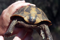 No spurs on thighs, two supracaudal scutes and nail on tailtip. September 1997, Eastside Corfu, GR