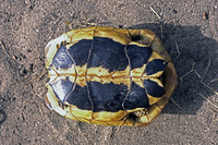 Nominate subsp., contrasting black blotches on plastron merged into two broad longitudinal stripes. July 2005, Serra Nova, Mallorca, ES