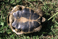 T. h. boettgeri, black blotches on plastron often not merged. April 2003, Mani, Peloponnese, GR