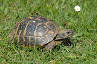 T. h. hercegovinensis. April 2008, near Sutorina, ME