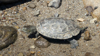 Juvenile. June 2013, La Sauceda, PN Alcornocales, Andalusia, ES