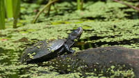 Nominate subsp. June 2018, Arkutino swamp, near Primorsko, BG
