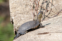 E. o. galloitalica. August 2019, Barrage du Tavulaghju, Galéria, Haute-Corse, FR