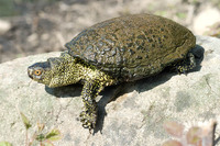 E. o. trinacris. April 2010, Lago Sparta, Sicily, IT