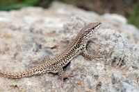 Male. May 2012, Andosilla, Navarra, ES