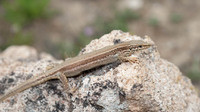 Female. May 2012, Andosilla, Navarra, ES