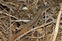 P. l. atratus male. July 2007, Gran Columbrete, Islas Columbretes, Valencia, ES