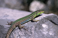 Adult male in breeding colours. June 2003, Lovcen NP, ME
