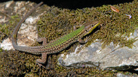 Male. April 2008, Mojdez, ME