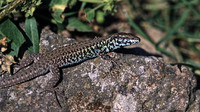 Male. May 2003, Milos, Western Cyclades, GR