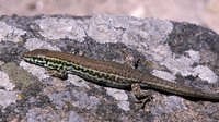 Female. May 2003, Milos, Western Cyclades, GR